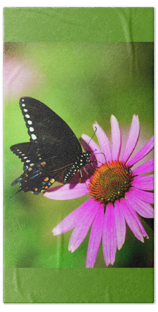 Butterfly Beach Towel featuring the photograph Spicebush Butterfly In The Sun by Christina Rollo