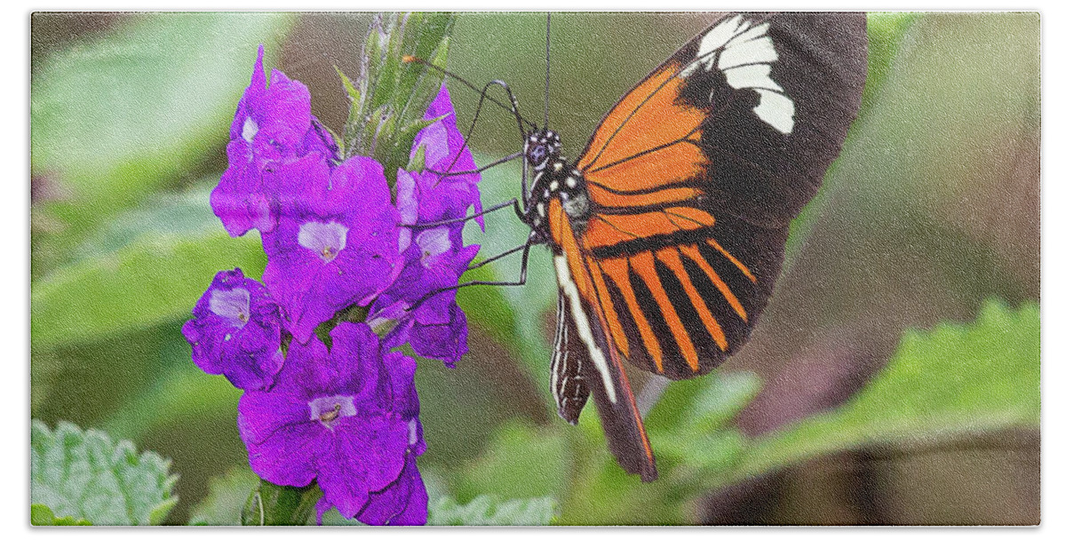 2015 Beach Sheet featuring the photograph Butterfly by Jean-Luc Baron