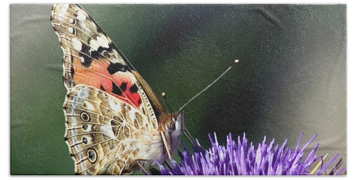 Butterfly Beach Towel featuring the photograph butterfly on a Silybum marianum I by Nahum Budin