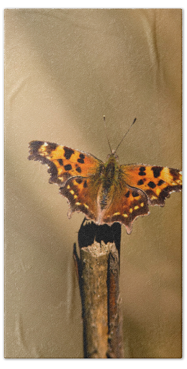Butterfly Beach Towel featuring the photograph Butterfly on a Stick by Randall Ingalls