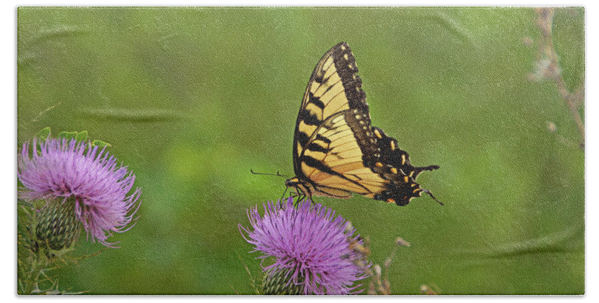 Butterfly Beach Sheet featuring the photograph Butterfly on Thistle by Sandy Keeton