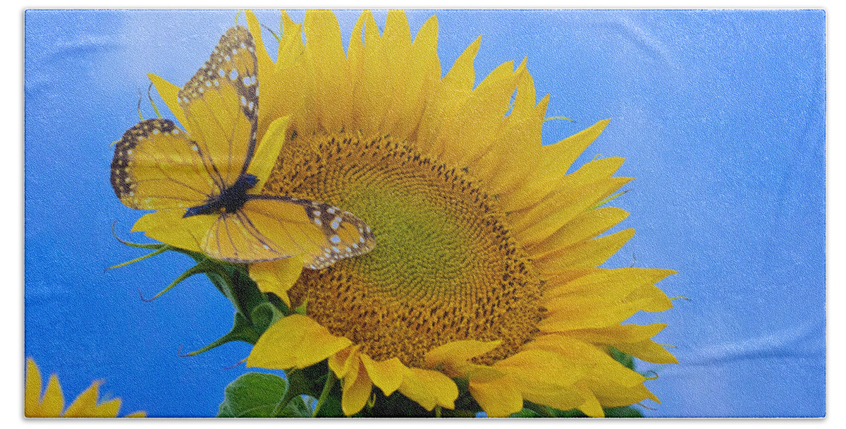 Sky Is The Limit Images Beach Towel featuring the photograph Butterfly Sunflower by Becca Buecher