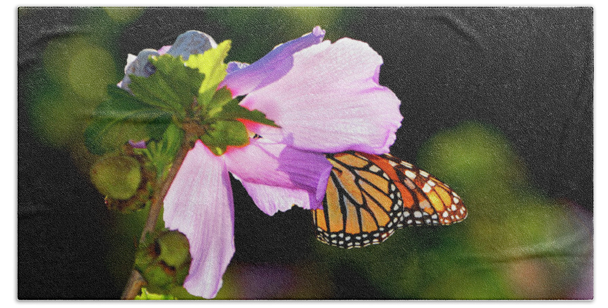 Monarch Butterfly Beach Sheet featuring the photograph Butterfly Sunset by Betty LaRue