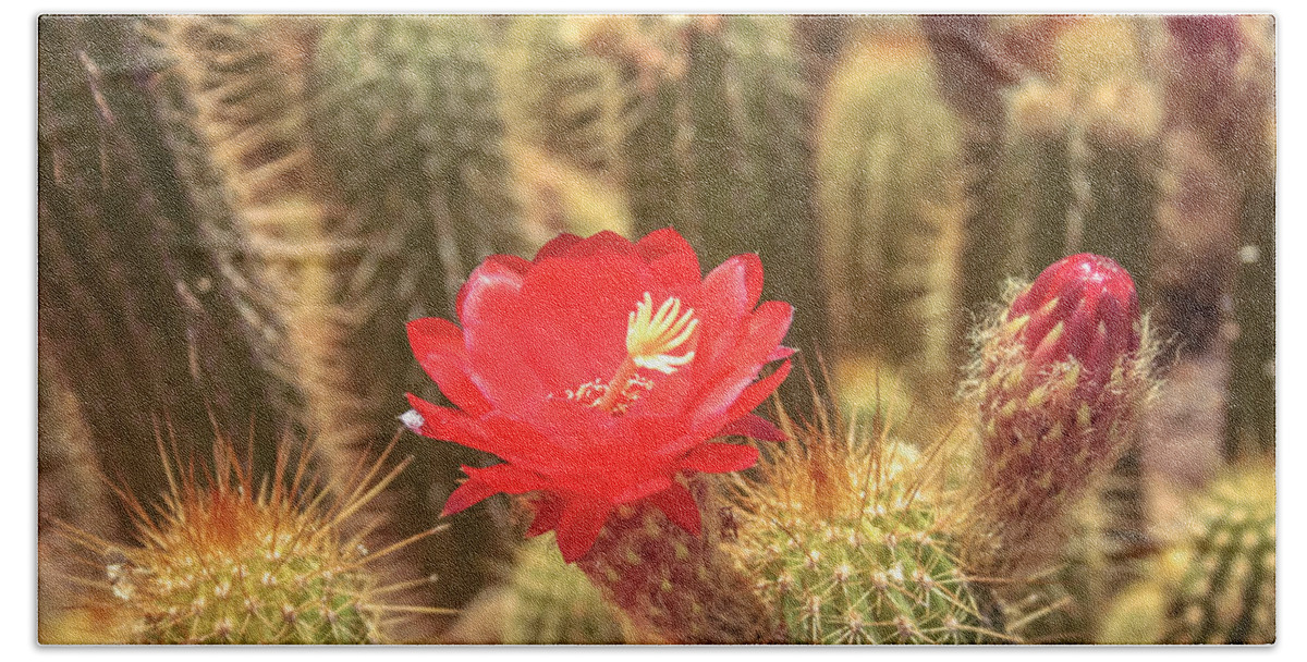 Cactus Beach Towel featuring the photograph Cactus bloom by Darrell Foster