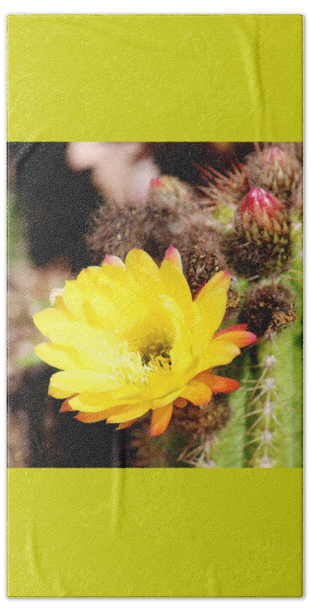 Flora Beach Towel featuring the photograph Cactus Blooms Yellow 050214G by Edward Dobosh