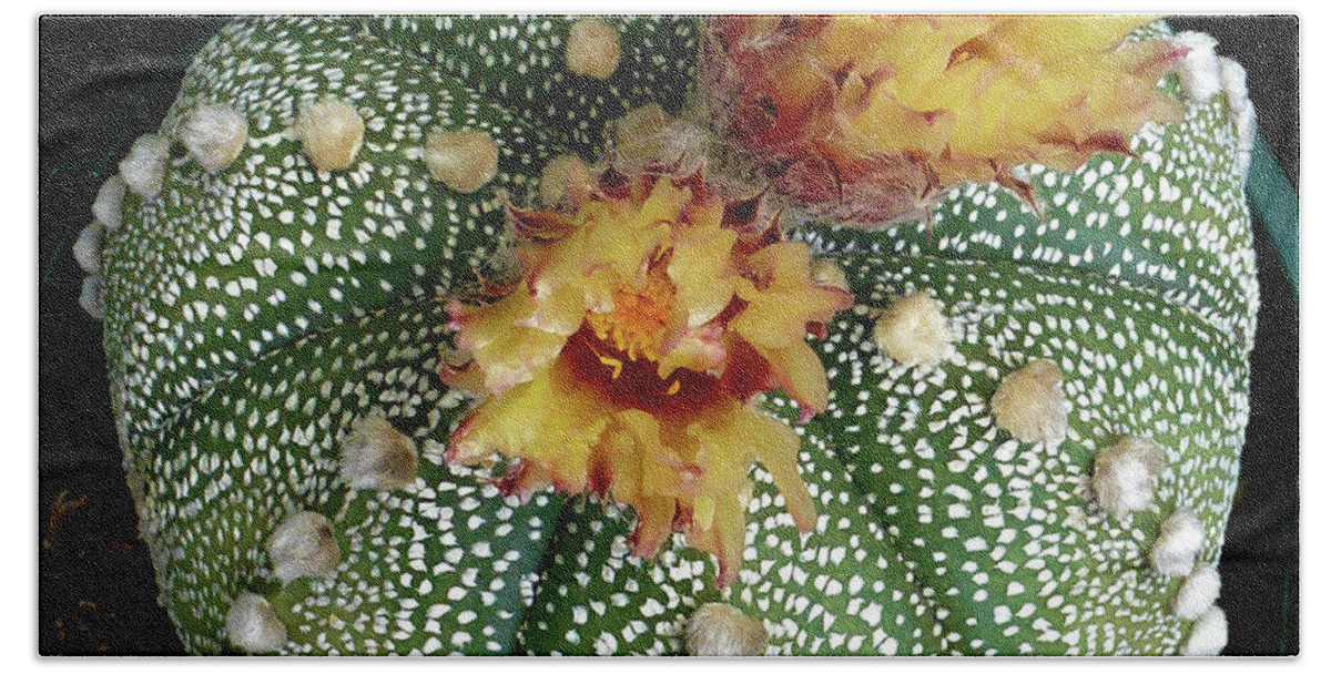 Cactus Beach Sheet featuring the photograph Cactus Flower 10 by Selena Boron