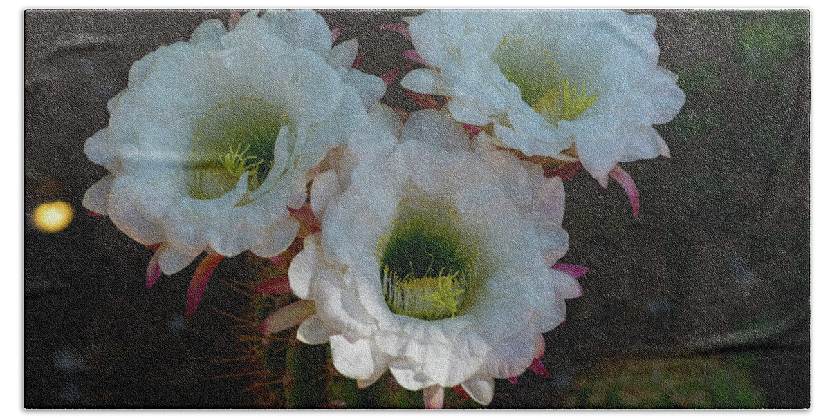 Cactus Beach Sheet featuring the photograph Cactus Flowers by Douglas Killourie