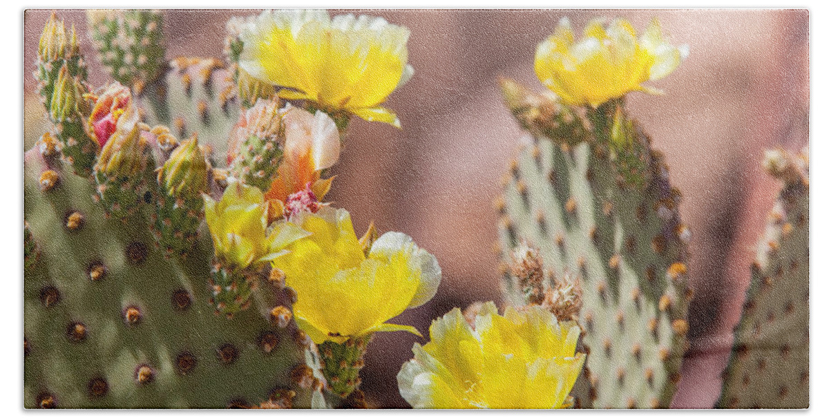 Texas Beach Towel featuring the photograph Cactus Flowers by SR Green