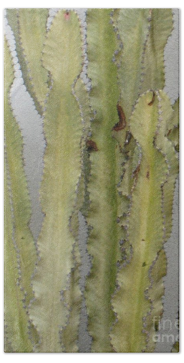 Cactus Beach Towel featuring the photograph Cactus by Glenda Zuckerman