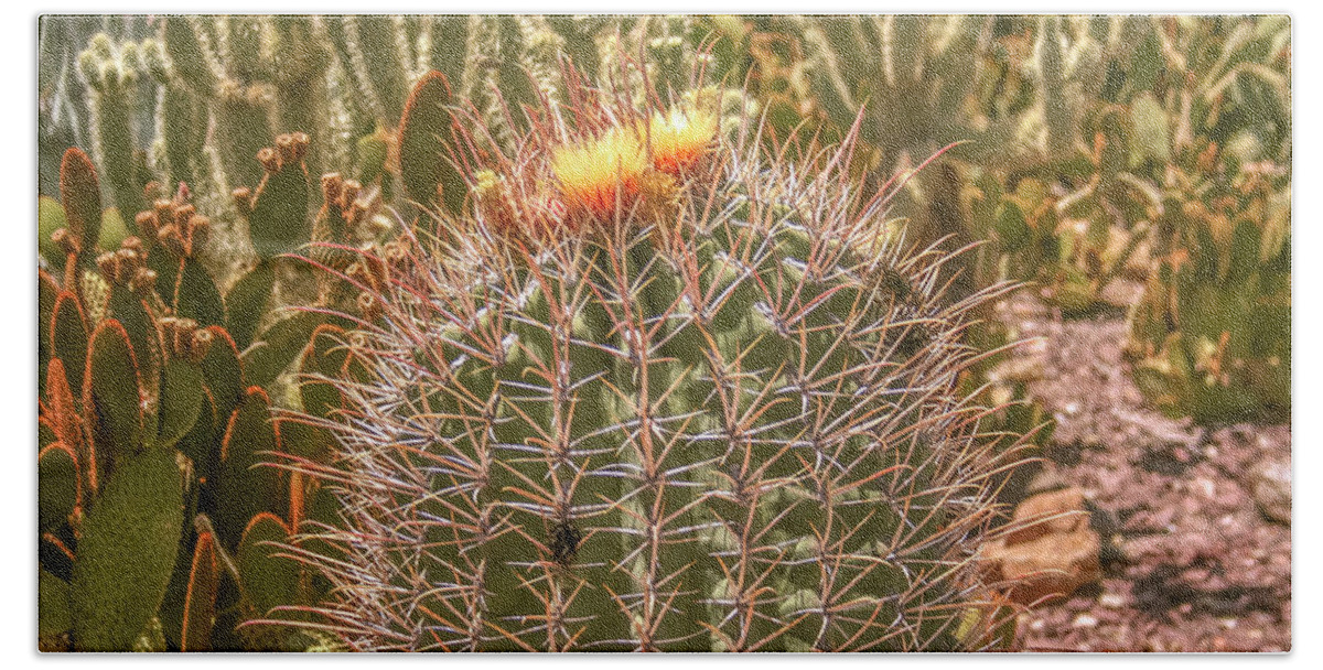 Cactus Beach Towel featuring the photograph Cactus yellowtop by Darrell Foster
