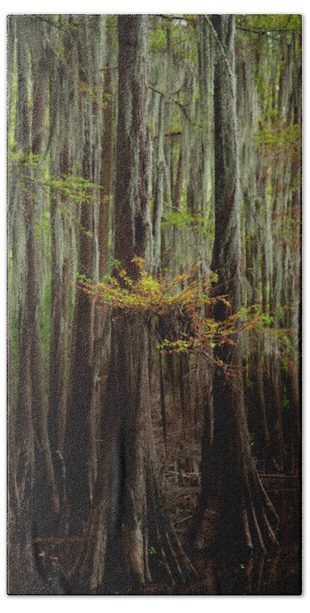 Swamp Trees Beach Sheet featuring the photograph Caddo Lake #5 by David Chasey