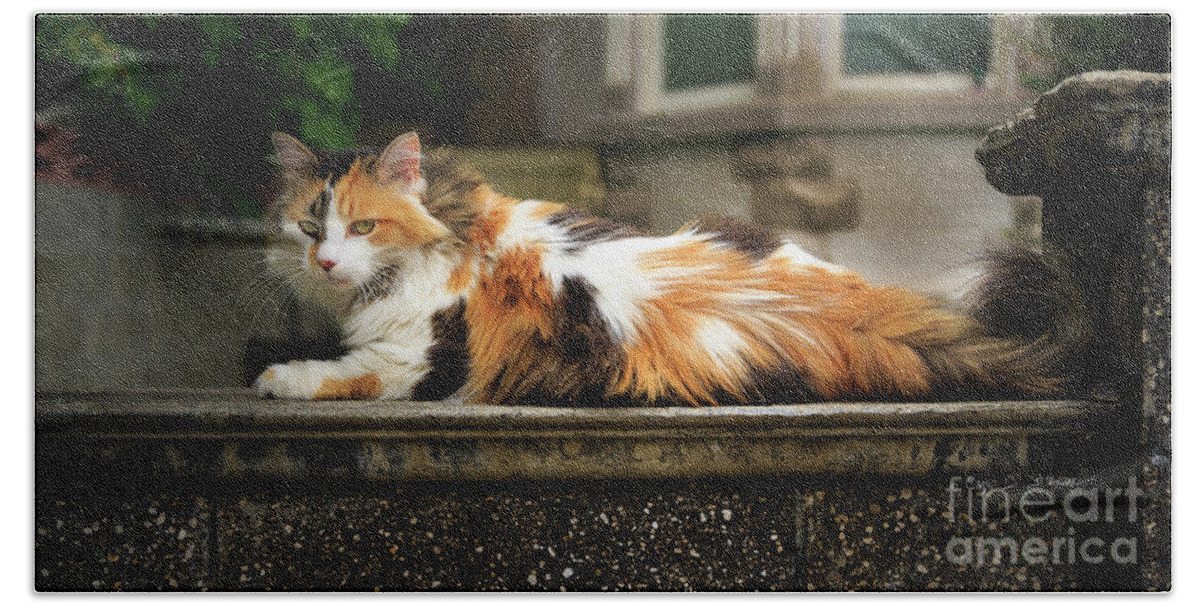 Our Town Beach Towel featuring the photograph Calico Cat by Craig J Satterlee