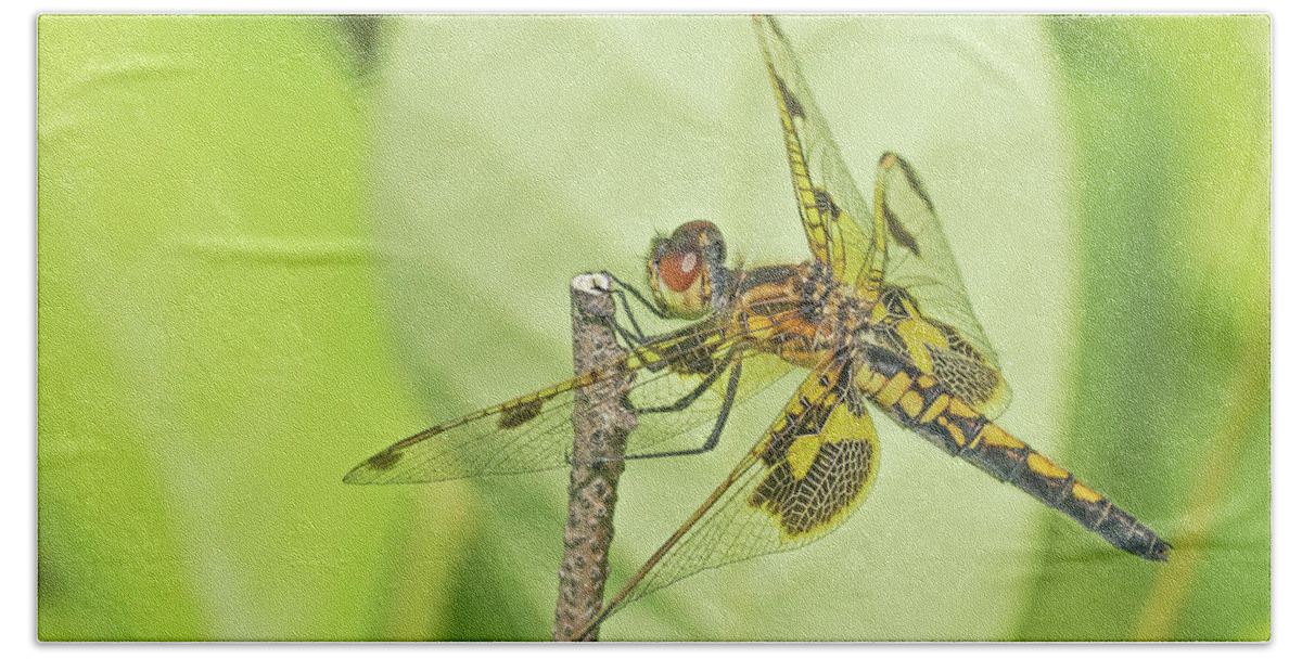 Dragonfly Beach Sheet featuring the photograph Calico Pennant by Jim Zablotny