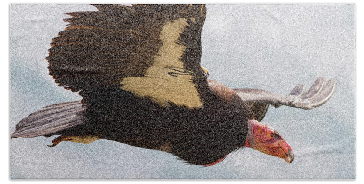 Condor Beach Sheet featuring the photograph California Condor at Big Sur by Mark Miller