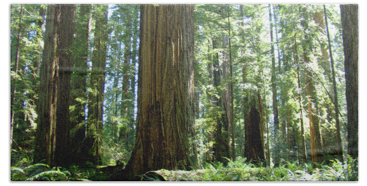 Redwood Beach Towel featuring the photograph California Redwood Forest Trees art prints by Patti Baslee