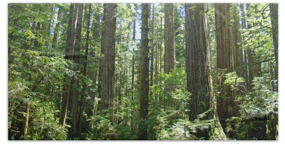 Redwood Beach Towel featuring the photograph California Redwood Trees Forest art prints by Patti Baslee
