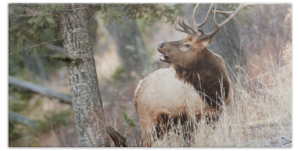 Bull Elk Beach Towel featuring the photograph Calling Her Name by Deby Dixon