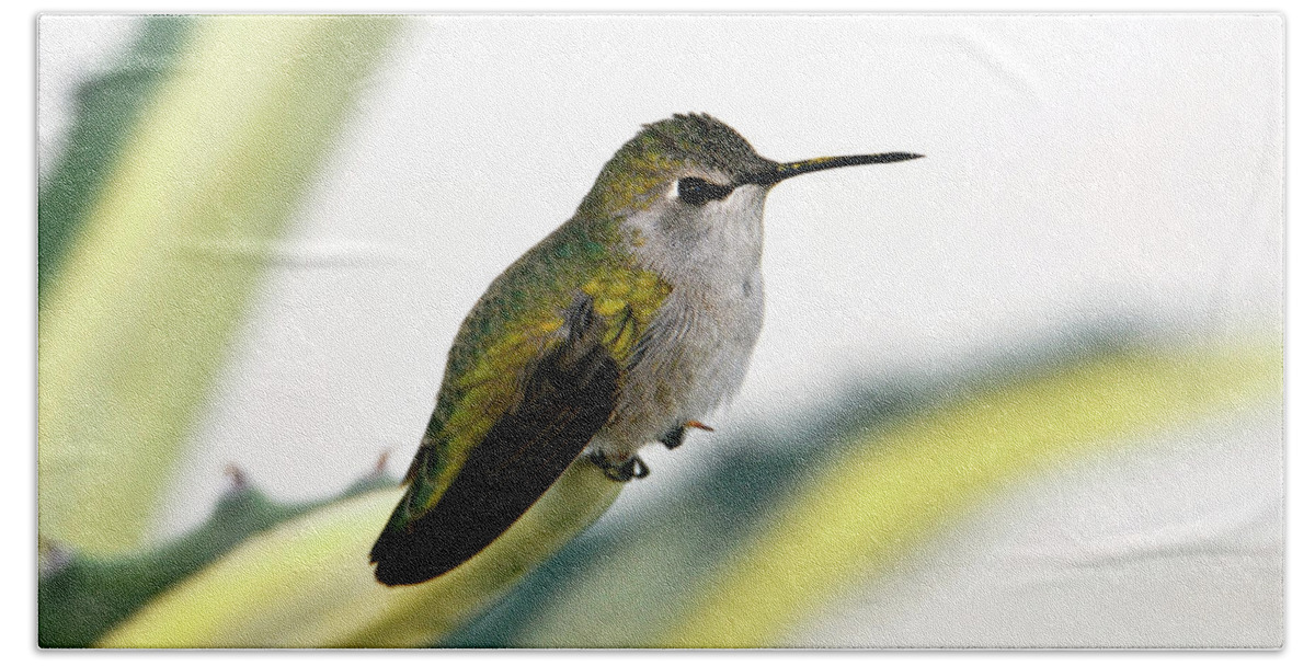 Denise Bruchman Beach Towel featuring the photograph Calliope Hummingbird on Agave by Denise Bruchman