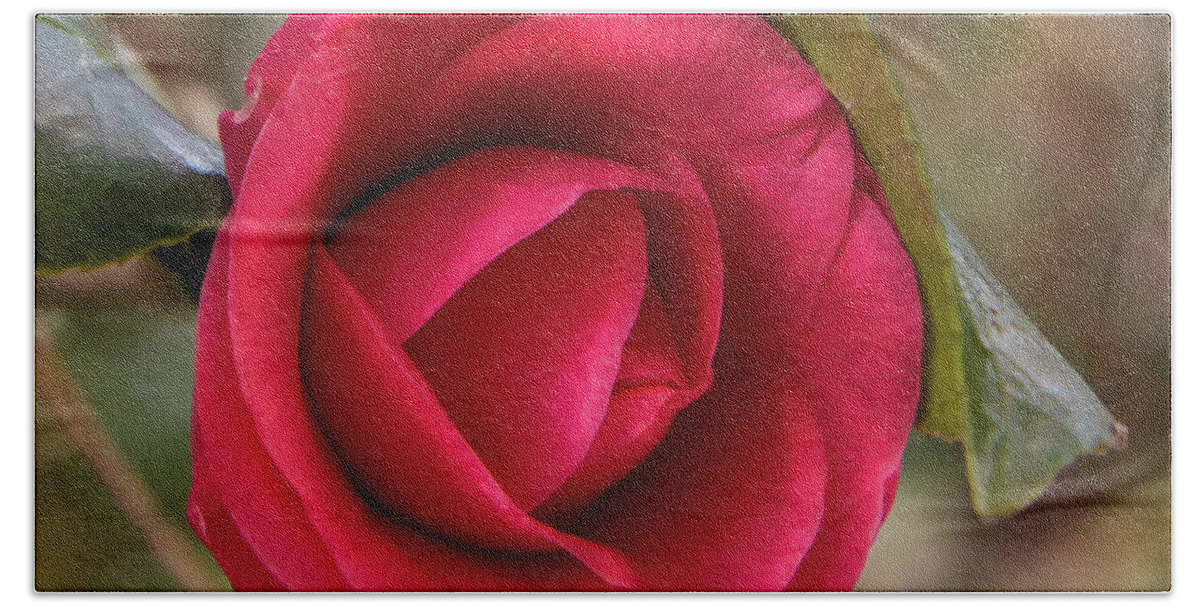 Duke Gardens Beach Towel featuring the photograph Camellia Bud by Cynthia Wolfe