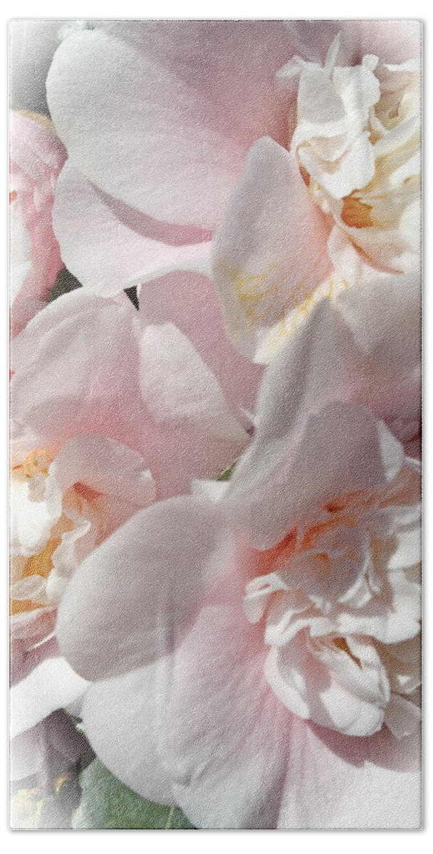 Camellia Beach Towel featuring the photograph Camellias Softly by Michele Myers