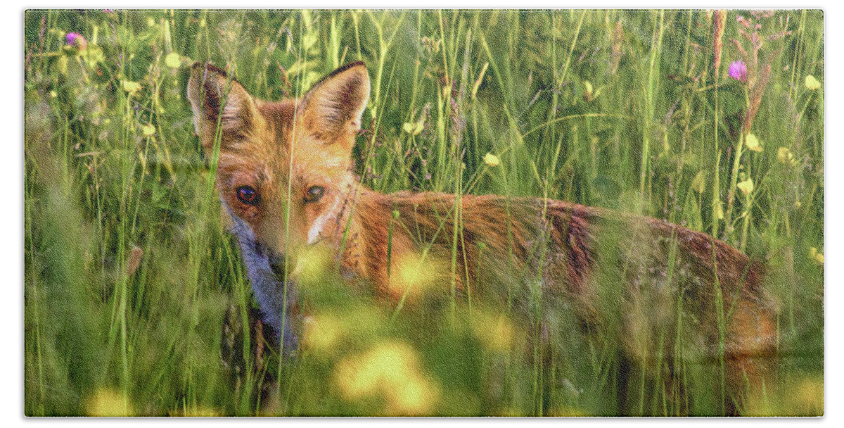 Wildlife Beach Towel featuring the photograph Can You See Me by Rod Best