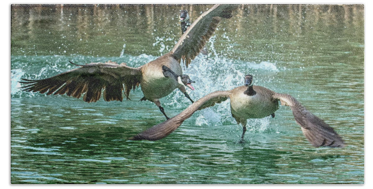 Canada Beach Towel featuring the photograph Canada Geese Chase 4906 by Tam Ryan