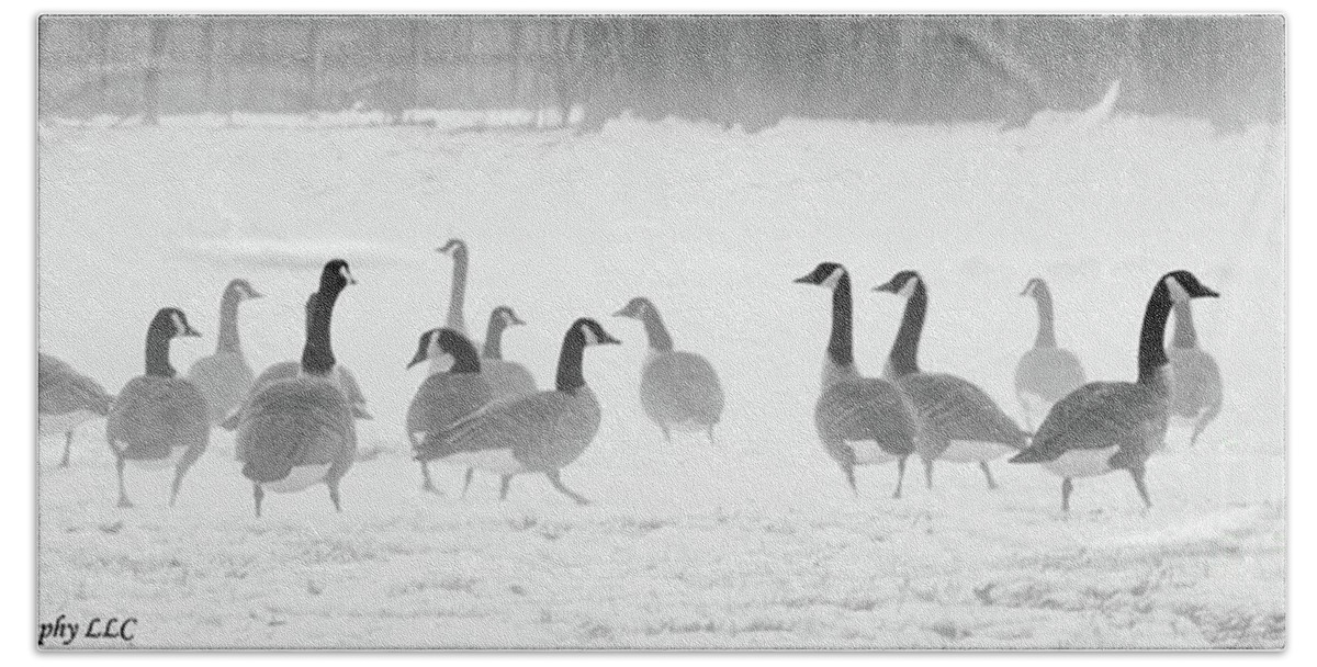 Canadian Geese Beach Towel featuring the photograph Canadian Geese by JCV Freelance Photography LLC