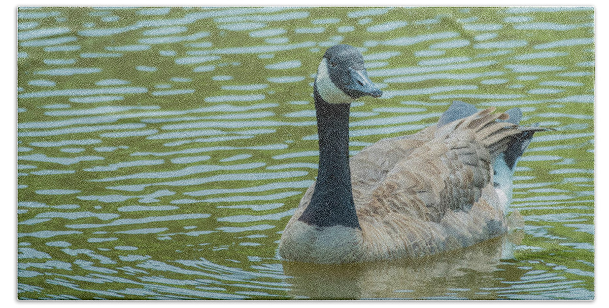Wildlife Beach Sheet featuring the photograph Canadian Goose img 1 by Bruce Pritchett
