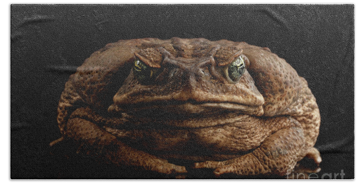 Toad Beach Towel featuring the photograph Cane Toad by Sergey Taran