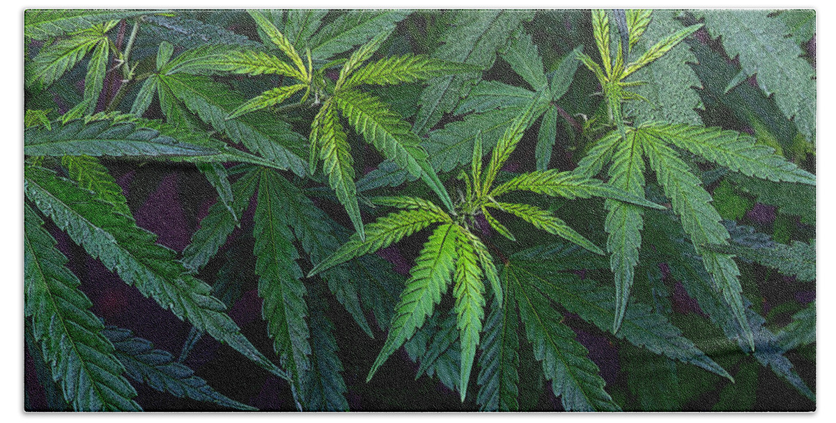 Cannabis Beach Towel featuring the photograph Cannabis Jungle by Jeanette C Landstrom