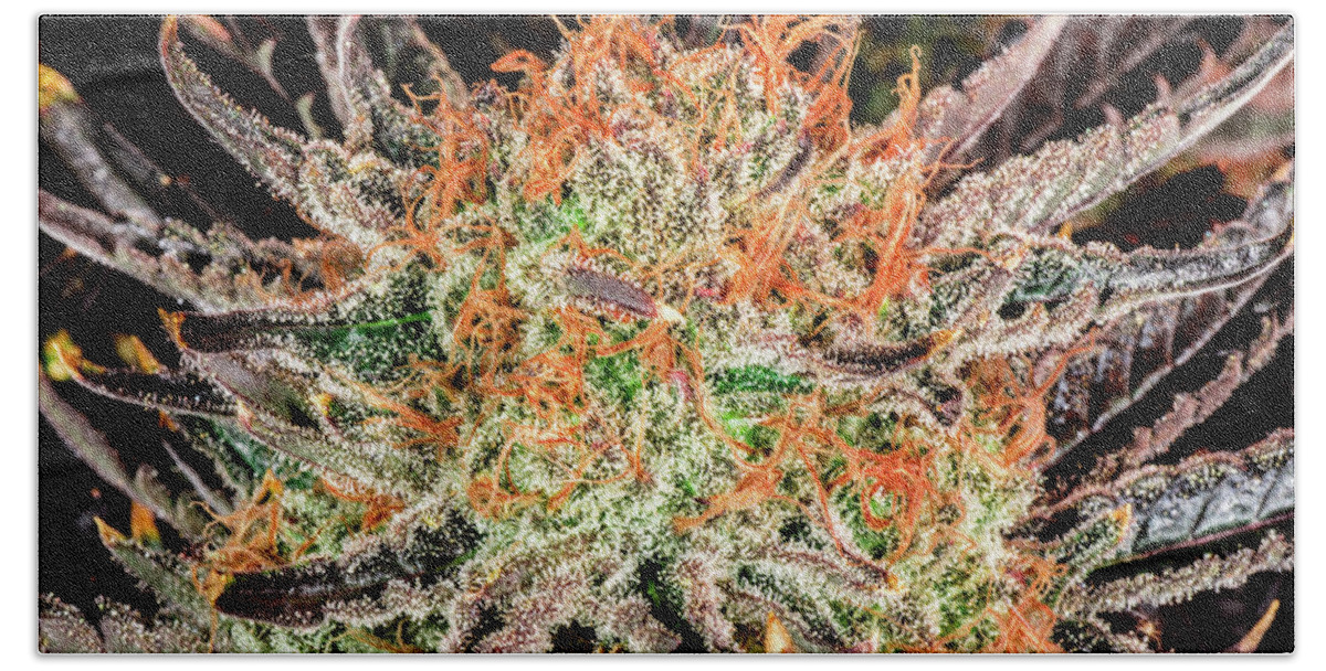 Cannabis Beach Towel featuring the photograph Cannabis Varieties by Mitch McMaster