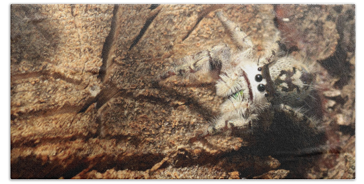 Arachnid Beach Sheet featuring the photograph Canopy Jumping Spider by Travis Rogers