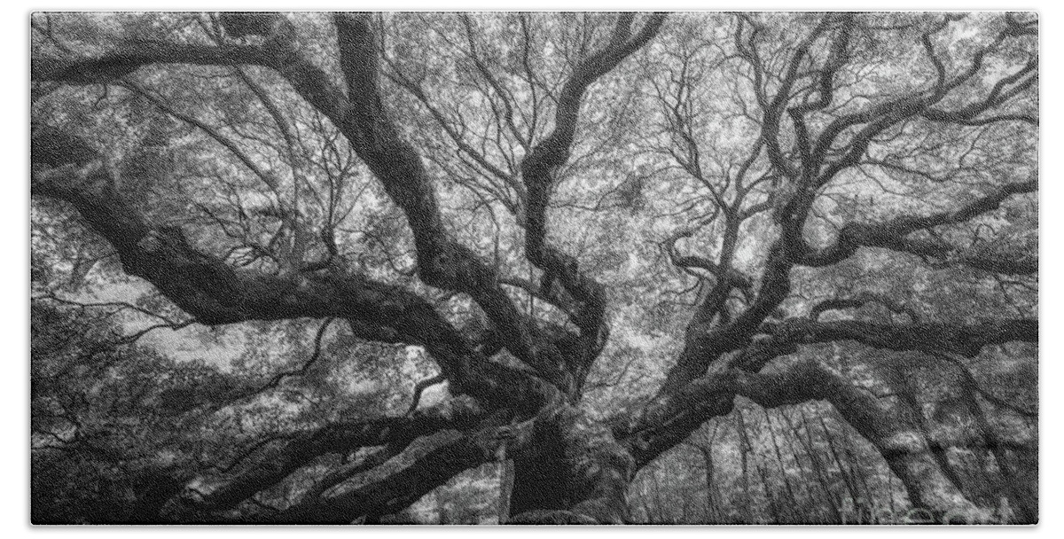 Angel Oak Tree Beach Towel featuring the photograph Canopy of Color in BW by Michael Ver Sprill