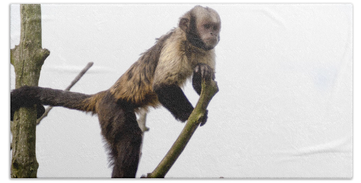 Animal Beach Towel featuring the photograph Capuchin Monkey by Scott Lyons