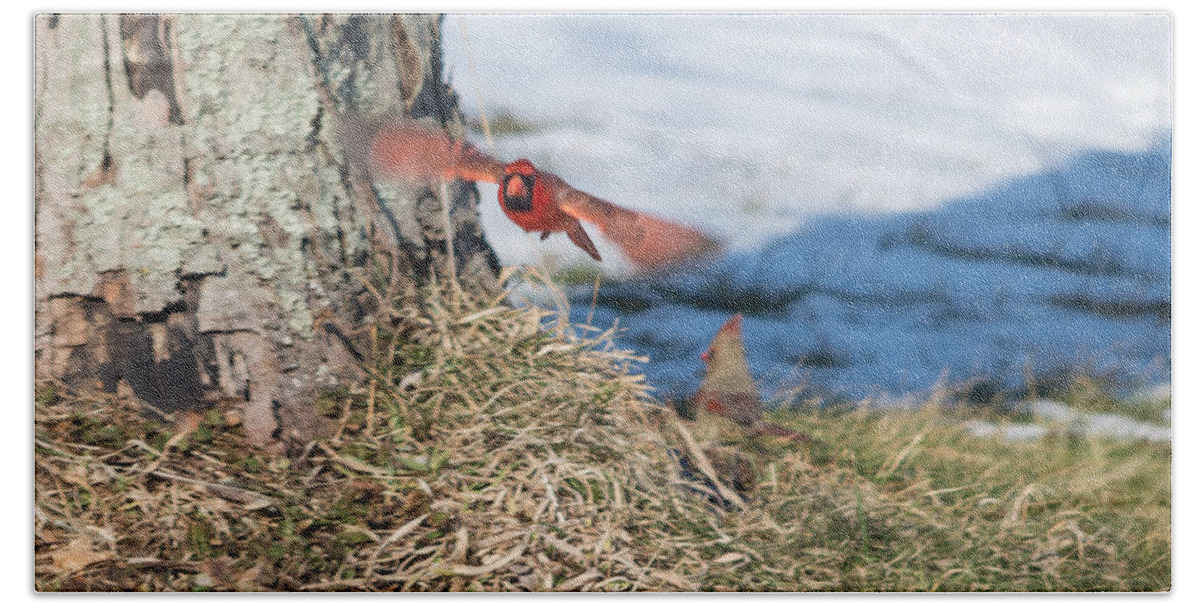 Cardinal Beach Towel featuring the photograph Cardinal in Flight by Holden The Moment