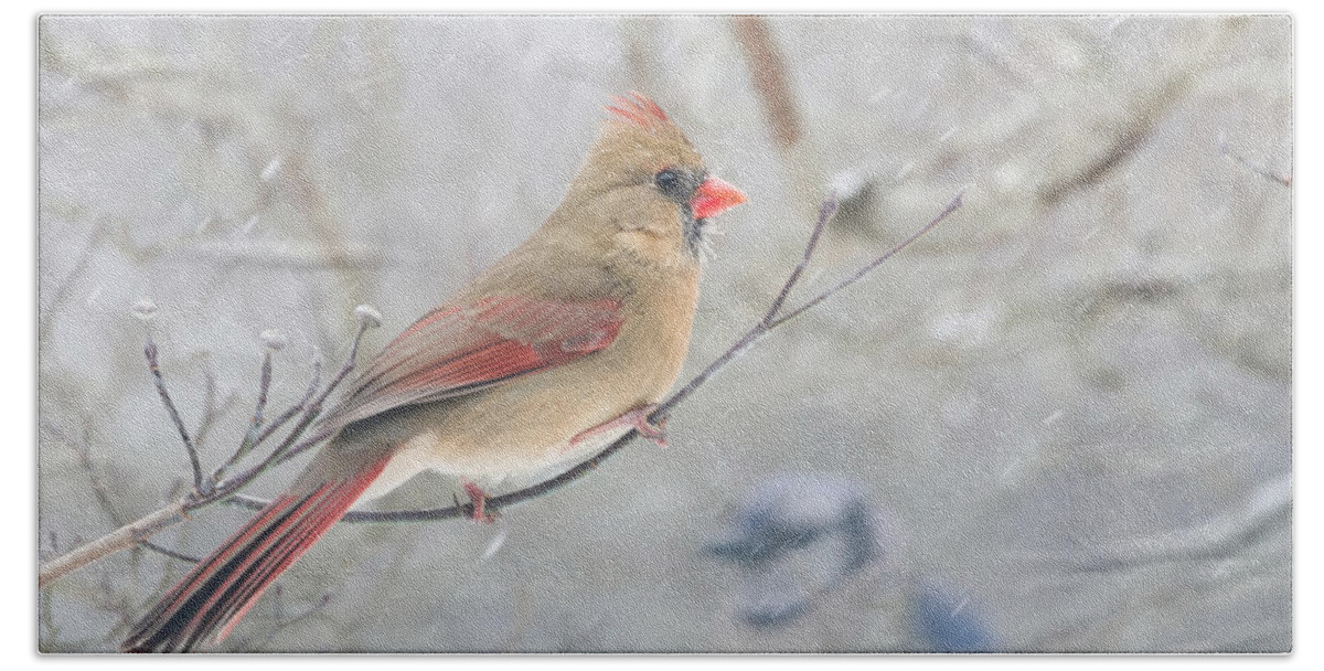 K-3 Beach Towel featuring the photograph Cardinal in Winter by Lori Coleman