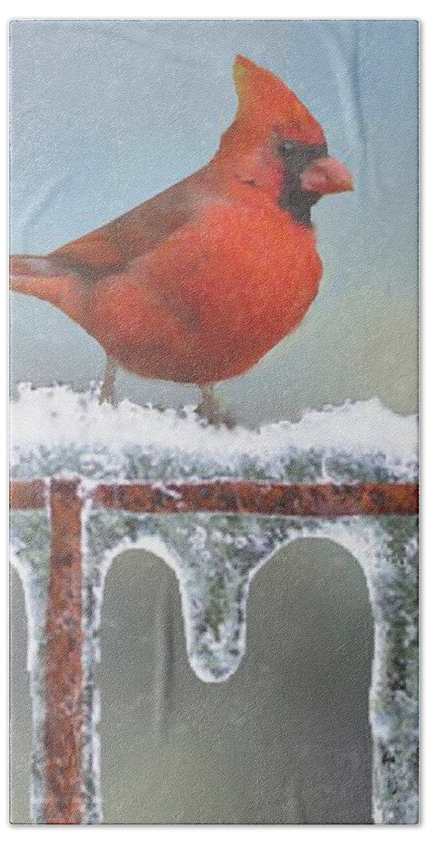 Icicles Beach Sheet featuring the photograph Cardinals and Icicles by Janette Boyd