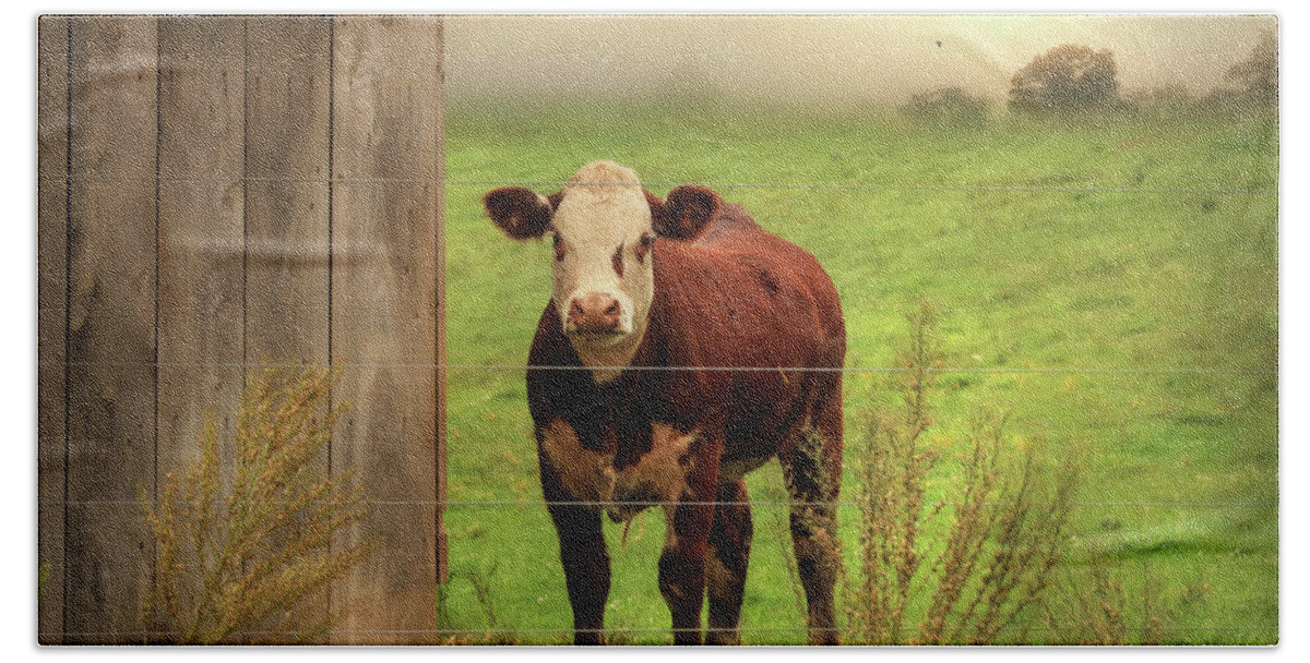 Cow Beach Towel featuring the photograph Carsonville Cow 1 by Lori Deiter