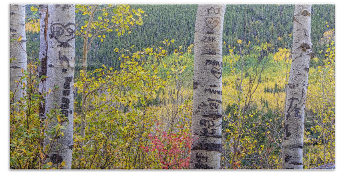 Carved Beach Towel featuring the photograph Carved Names and Initials in Autumn Aspen Trees by James BO Insogna