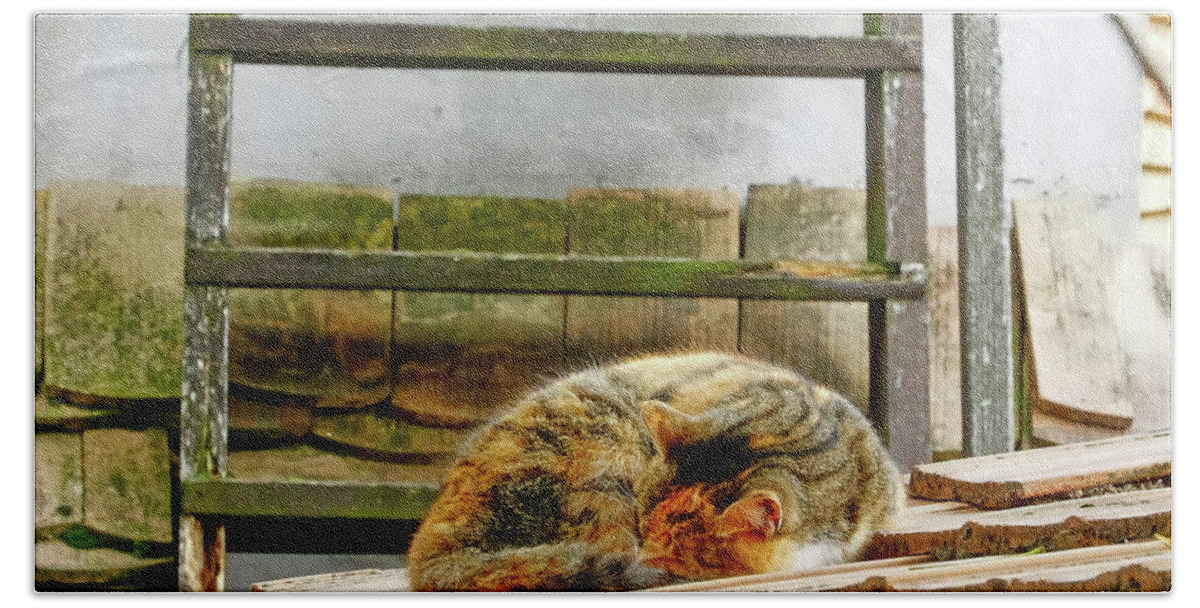 Sleeping Cat Beach Towel featuring the photograph Cat Asleep On A Roof In Szentendre, Hungary by Rick Rosenshein