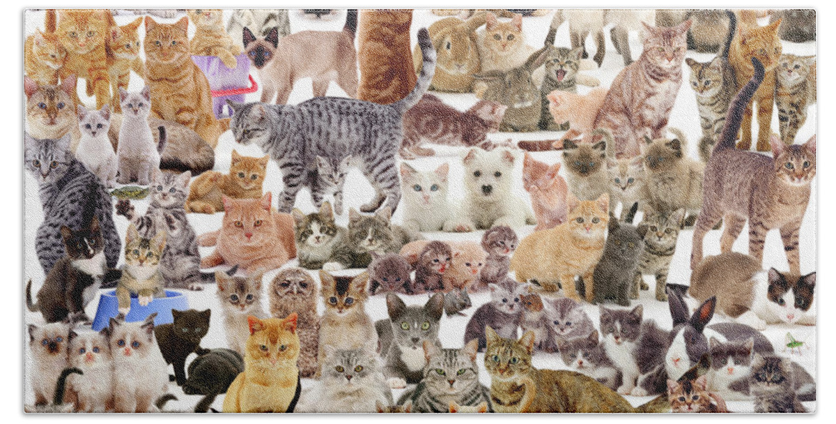 Cat Beach Towel featuring the photograph Cat Montage by Warren Photographic