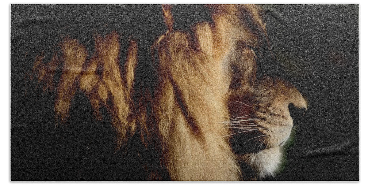 Male Lion Profile Beach Towel featuring the photograph Cat Nap for a King by Debra Sabeck