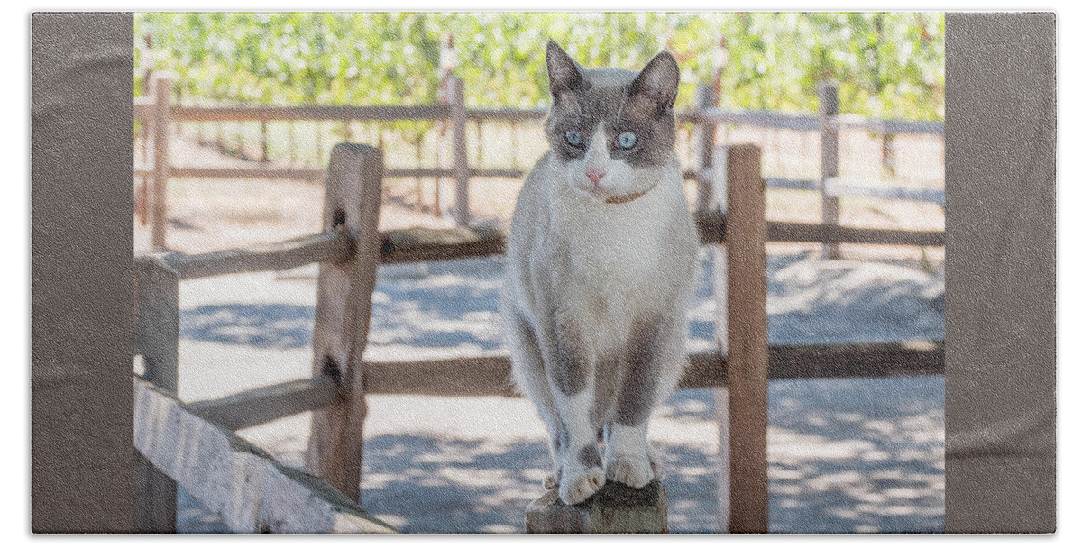 Cat Beach Towel featuring the photograph Cat on a Wooden Fence Post by Derek Dean