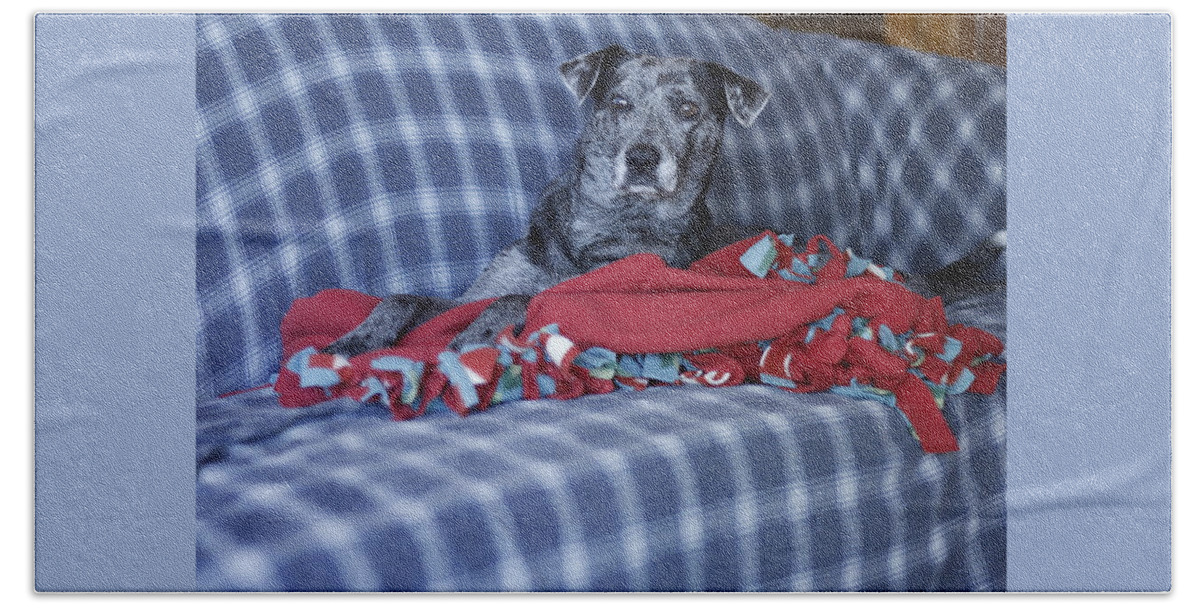 Catahoula Leopard Dog Beach Towel featuring the photograph Catahoula Leopard Dog in blue by Valerie Collins