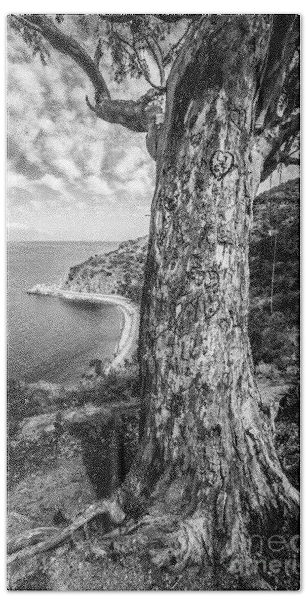 America Beach Towel featuring the photograph Catalina Island Lover's Cove Tree in Black and White by Paul Velgos