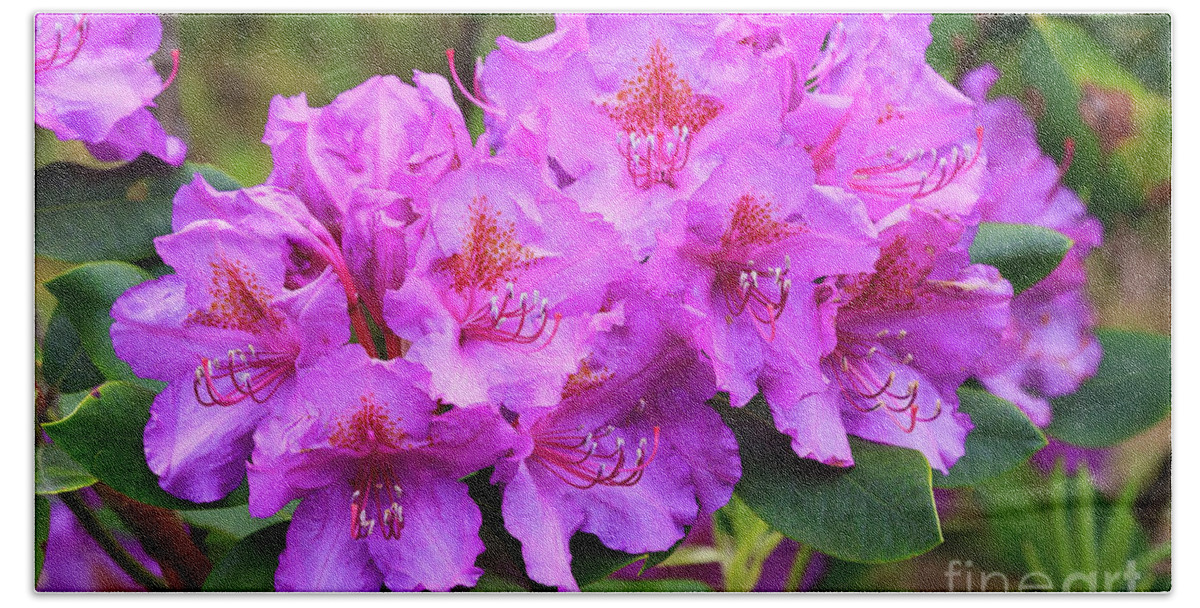Rhododendrons Beach Towel featuring the photograph Catawba Rhododendron in Bloom by Jill Lang