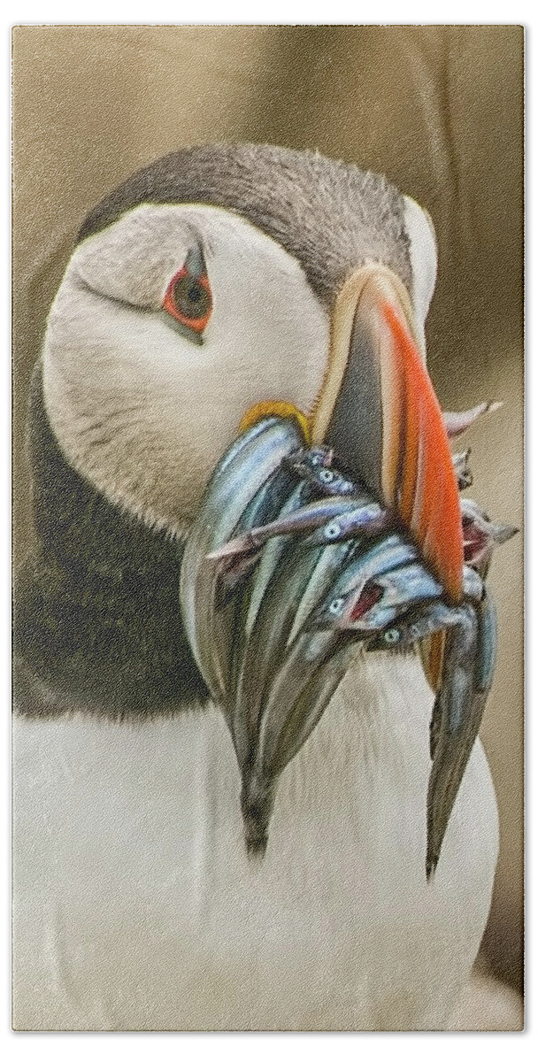 Puffin Beach Towel featuring the photograph Catch of the day by Brian Tarr