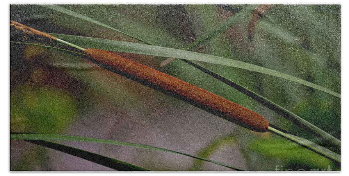 Cattail Beach Towel featuring the photograph Cattail II by Douglas Stucky
