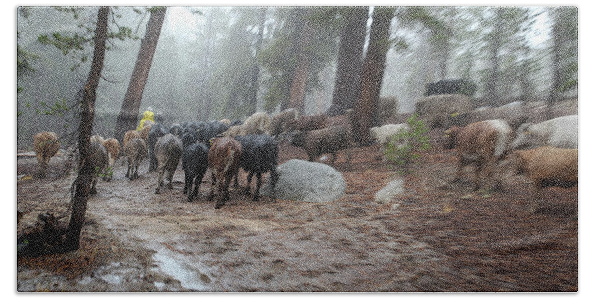 Cattle Beach Sheet featuring the photograph Cattle Moving by Diane Bohna