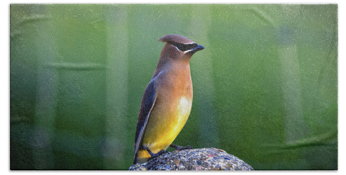  Beach Towel featuring the photograph Cedar Waxwing by Mitch Shindelbower